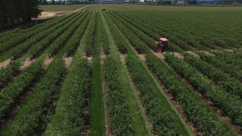 Tractor moving down rows of blueberries on Oregon farmland