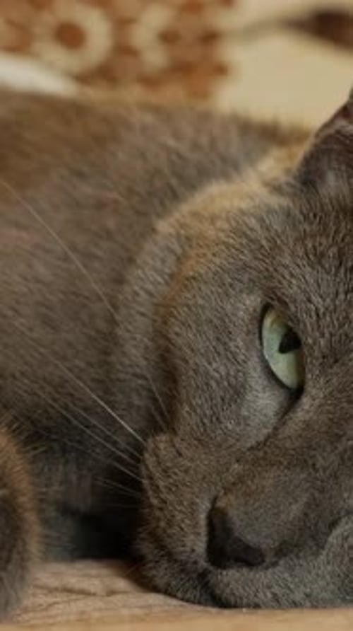 Gray Cat Resting Peacefully Indoors, Close-Up