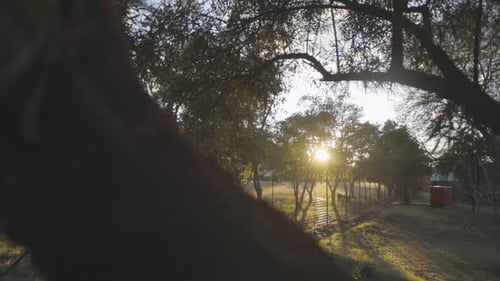 View of the sunrise among the grove of trees in the national park