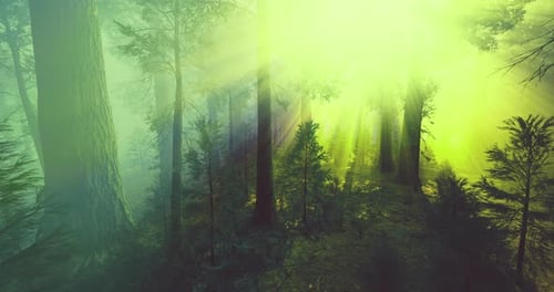 Sunlight Filters Through Tall Trees Creating a Mystical Forest Atmosphere