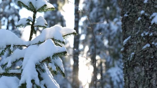 Beautiful winter forest. Close up of snow covered fir tree branch. Snowflakes falling on blurry back