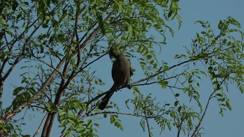 A grey go away bird sitting on a branch feeding on leaves with a blue sky as background.