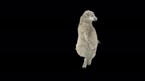 Realistic Sheep Dancing on Two Legs with Funny Moves