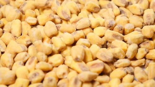 Super Slow Motion of Dried Corn Seeds Falling Onto a Plate at 240 Fps