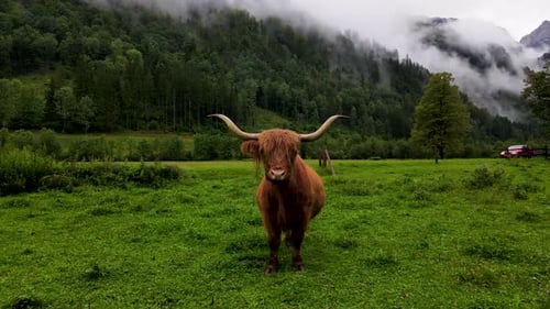 Slovenia Highland Cattle Aerial Drone 7.mp4