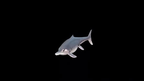 Realistic 3D Animated Dolphin Swimming Loop