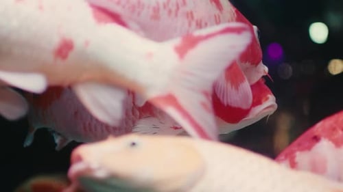 close up in slow motion of red fish swimming in water aquarium bowl with black background