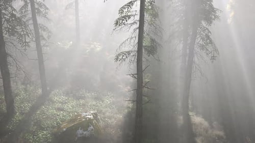 Forêt lumineuse tôt le matin dans les montagnes
