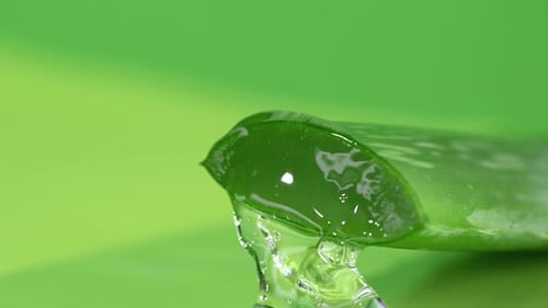 Aloe Vera Gel dripping from aloe leaf close-up.