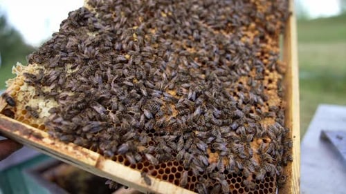 Busy bees sealing honeycombs. Frame full of bees working.