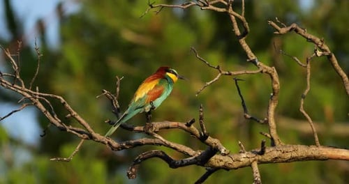 European bee eater (Merops apiaster), perched on branches. The Camargue, Southern France.