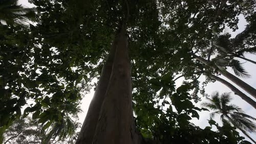 Looking upward along the tall trunk of a tropical tree surrounded by dense canopy and palm leaves,