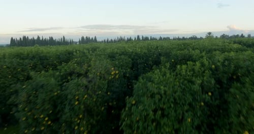 Low aerial over small fruit trees then rising to reveal large orange tree plantation, agriculture