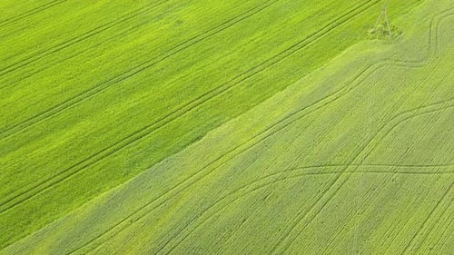 Aerial View of Green Agriculture Fields in Spring with Fresh Vegetation After Seeding Season