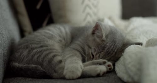 A small, light grey domestic short hair kitten sleeping soundly on a living room couch and dreaming
