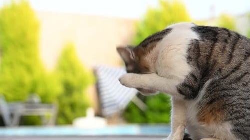 Flauschige Katze wäscht intensiv im Freien