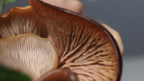 Macro Shot of Fresh Mushroom Gills