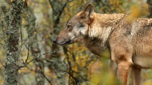 Eurassian wolf (Canis lupus) in boreal forest, Norway - filmed in captivity
