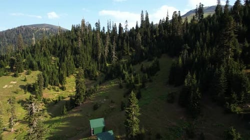 Summer in the mountain forest