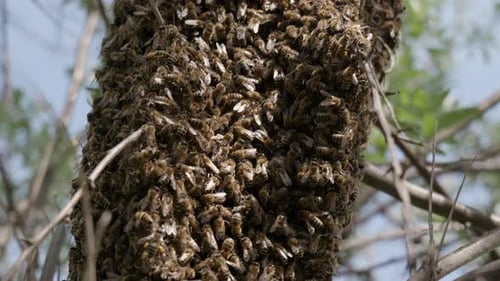 Close-up of a bee swarm at spring sunny day.