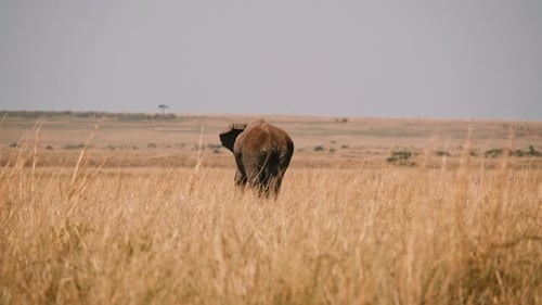 Wild Elephant From Behind Walking on Open African Plain