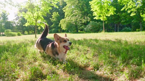 Sunset Run Pembroke Welsh Corgi