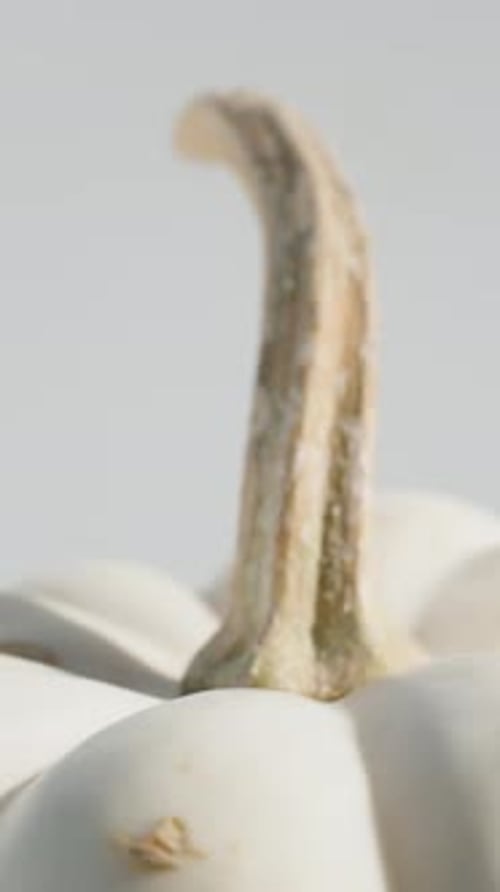 A small white pumpkin rotates in close-up on a white background.
