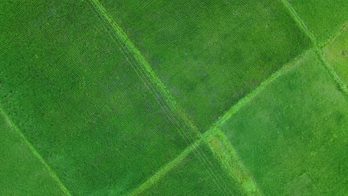 Aerial view shot of vast paddy fields.