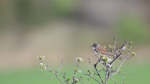 Whitethroat (Sylvia communis) in the wild cleans its feathers