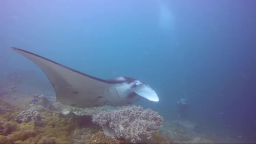 Manta ray poses for divers whilst swimming over reef. Close up
