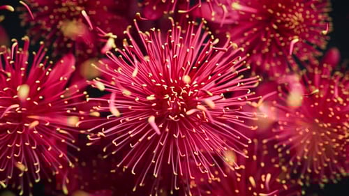 3D loop of chrysanthemums with floating petals in gentle motion.