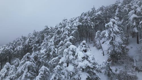 Aerial View of a Snow-Covered Winter Forest