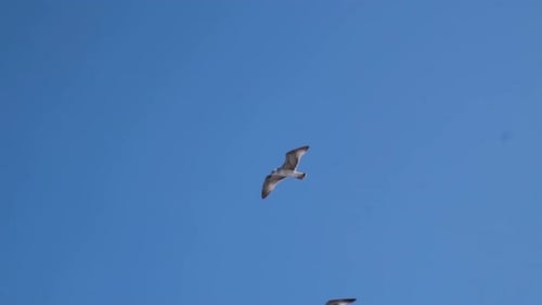 Tagsüber fliegende Möwen gegen blauen Himmel. - Aufnahme aus einem niedrigen Winkel