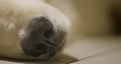 Closeup of a Dog's Nose As It Lies on the Floor