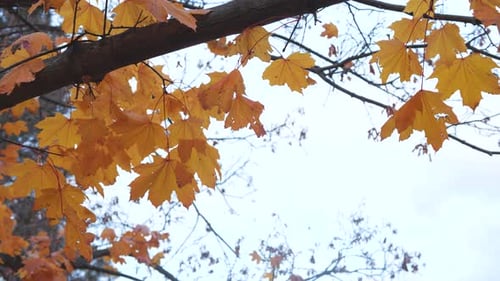 Yellow Autumn Maple Leaves on Low Hanging Tree Branch, Blowing in Wind. Fall Season Colors Changing