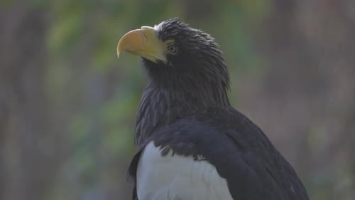 Aigle de mer de Steller (Haliaeetus Pelagicus)