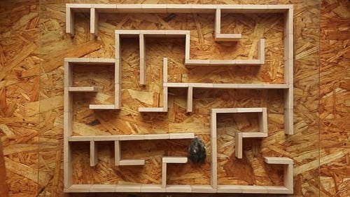 Hamster Navigating Wooden Maze Top View Dynamic Movement