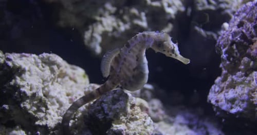 Beautiful Close Up Footage of a Seahorse Swimming Among the Rocks Sea Life