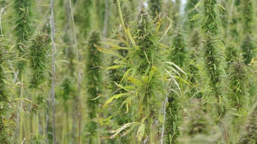 Narcotic marijuana plants in agricultural field outdoors. Medicinal cannabis field cultivation. Ille
