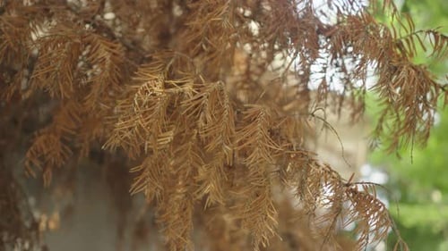 Dead Tree Branch with Brown Needles