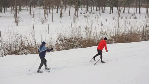 Skiers Glide Through Snowcovered Park in Winter Landscape with Trees and Tranquility