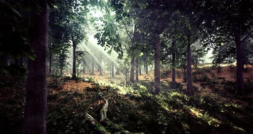 Sunlight Filtering Through Trees in a Serene Forest Landscape