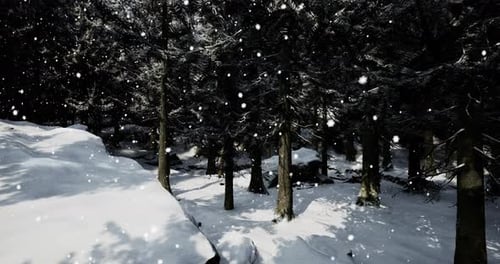 Schneefall bedeckt Ruhige Waldlandschaft während des Winternachmittagsspaziergangs