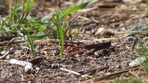 Macro close up: Single grasshopper walks across ground on forest duff