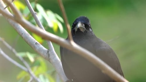 Intensiver Blick auf eine Amsel, die zwischen grünen Zweigen thront