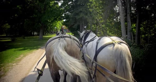 Horses Pulling Carriage Down Quiet Road Adventure