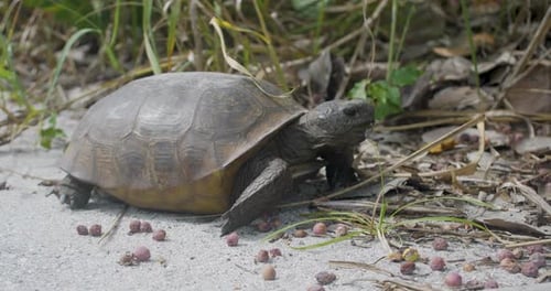 Tartaruga Gopher caminhando por terrenos arenosos e gramíneas em um ambiente de dunas costeiras