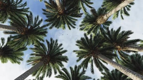 Palm Trees Against The Sky