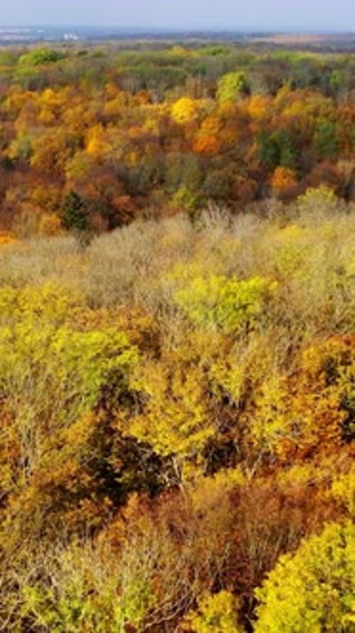 Bright nature background. Beautiful scenery of autumn forest.