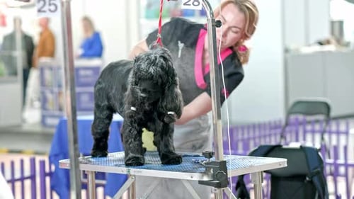 Groomer shears Cocker spaniel at dog grooming show